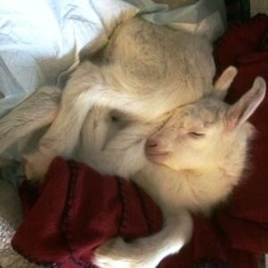 Farm Life Inspiration: Learning to Surrender Image